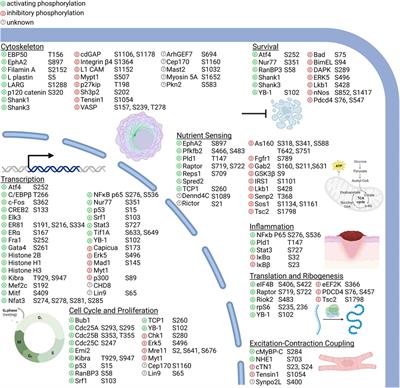 Therapeutic targeting of p90 ribosomal S6 kinase